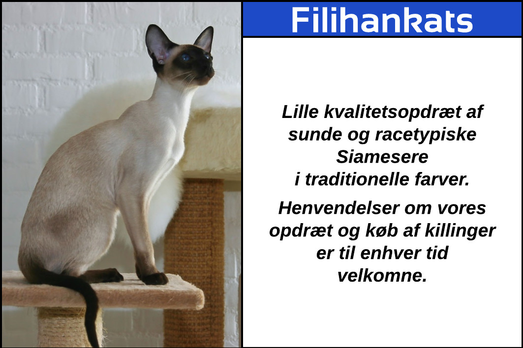 Filihankats